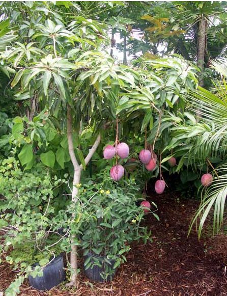 Mangifera indica (Mango)